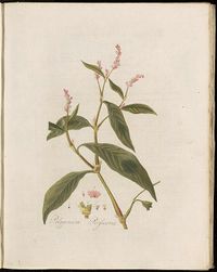Polygonum_persicaria_(modern=Persicaria_maculosa)_-_Pl0124_-_FloraBatava-KB-v02