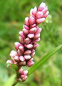 Persicaria maculosa