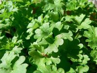 640px-Parsley_green