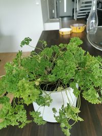 640px-Parsley_plant_in_a_pot_05