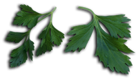 Petroselinum_crispum_leaves