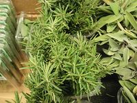Rosemary_for_sale