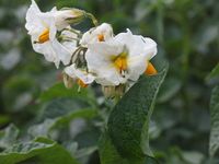 Solanum_tuberosum_Hansa_(04)