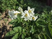 Solanum_tuberosum_Violette_d&#039;Auvergne