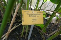 640px-Thaumatococcus_daniellii-Jardin_botanique_Meise_(1)