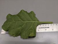 Beta vulgaris subsp. Maritima