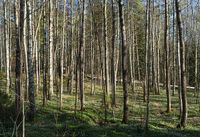 Birch_forest_Gullmarsskogen_12