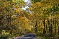 Fall_colors_at_Allegheny_National_Forest_03