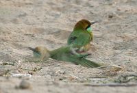Green_Bee-eaters_(Merops_orientalis)-_Sand_Bath_at_Sindhrot_near_Vadodara,_Gujrat_Pix_250