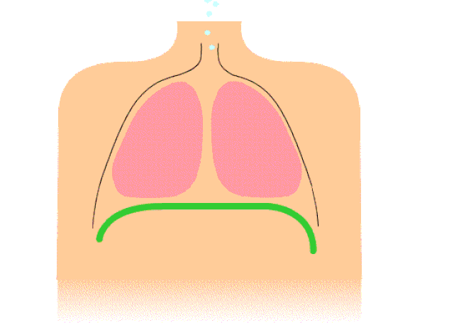 640px-Diaphragmatic_breathing