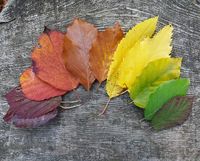 Gekleurde herfstbladeren