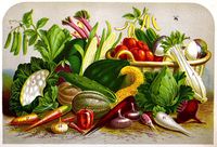 640px-Vegetables_from_Vick&#039;s_Flower_and_Vegetable_Garden