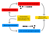 Homeostasis_of_blood_sugar