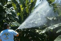 Spraying_pesticides_on_bananas_in_the_1980s