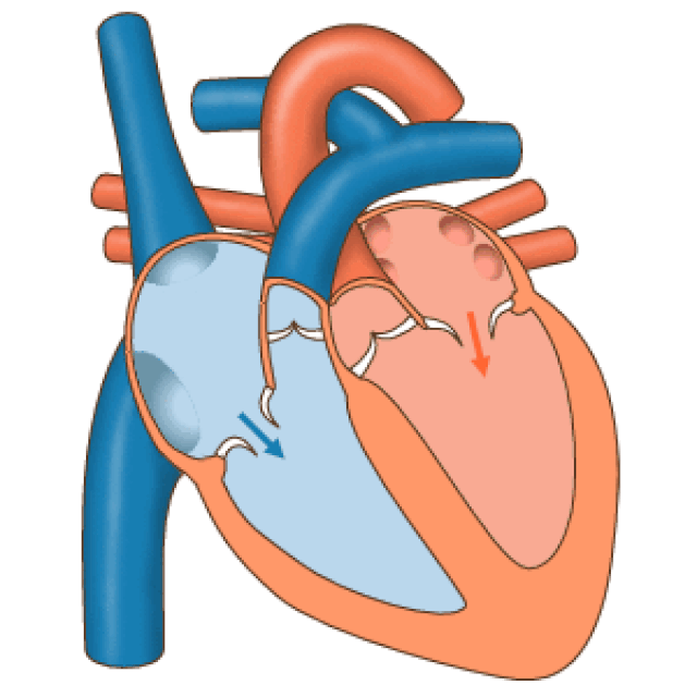 cardiovasculaire risico's