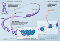 Epigenetic_mechanisms