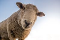 Sheep-1822137_1920
