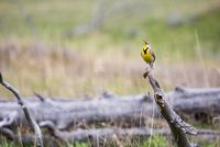640px-Western_meadowlark,_Lamar_Valley_(ac4dc8bf-a980-4be5-beca-a880a756cceb)