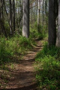 Unpaved_walking_path_through_trees._Green_vegetation_is_on_both_sides_of_path._(5375f96b-aa02-41ce-a0ba-10312c27465b)