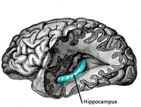 640px-Gray739-emphasizing-hippocampus