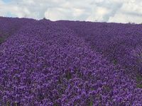 Lavender_field_in_bloom