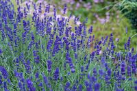 Lavender_meadow_(Unsplash)