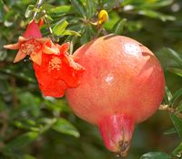 640px-Pomegranate_flower_and_fruit