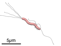 Helicobacter_pylori_diagram