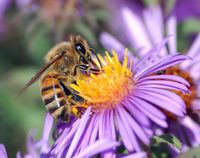 640px-European_honey_bee_extracts_nectar