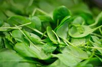 Spinach_Plant_Nourishment_Meal_Fresh_Healthy_Bio