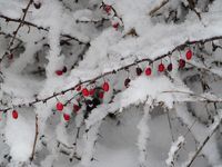 640px-Japanese_Barberry_in_snow,_2020-12-25