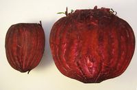 640px-Beet_root_before_bolting