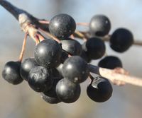 Gfp-black-berries