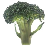 Good_broccoli_Deal!
