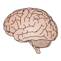 Human-brain-vector.svg