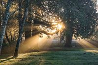 Sunlight_Through_The_Trees_(Unsplash)