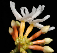 Lepinopsis ternatensis