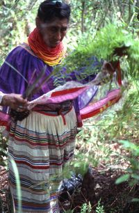 Susie_Billie_collecting_medicinal_plants-_Big_Cypress_Seminole_Indian_Reservation,_Florida_(7830615766)