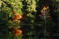 Hoh_pond_reflection_fall_foliage_NPS_Photo_(22983767311)