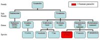 Taxonomy_chart