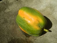 418_Watermelons_in_the_Philippines_Carica_papaya_26