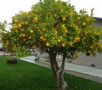 640px-Lemon_Tree_in_Santa_Clara_California