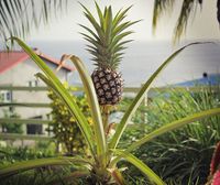 Ananas_jardin_Martinique