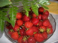 Garden_Strawberries_in_Germany